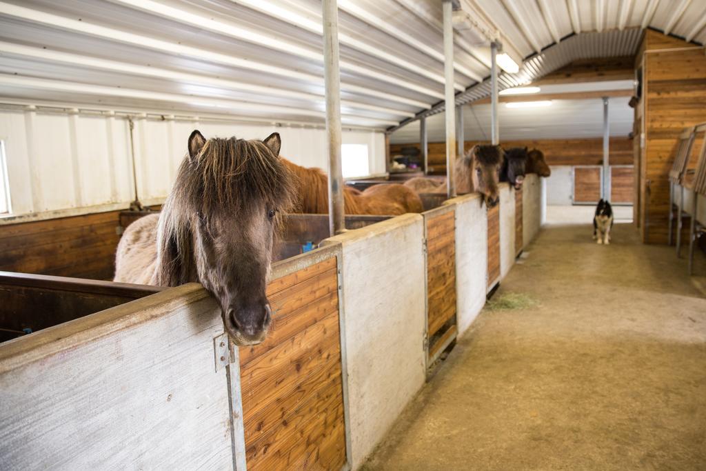 Skalinn Between Gullfoss And Geysir - Myrkholt FarmHaukadalur エクステリア 写真
