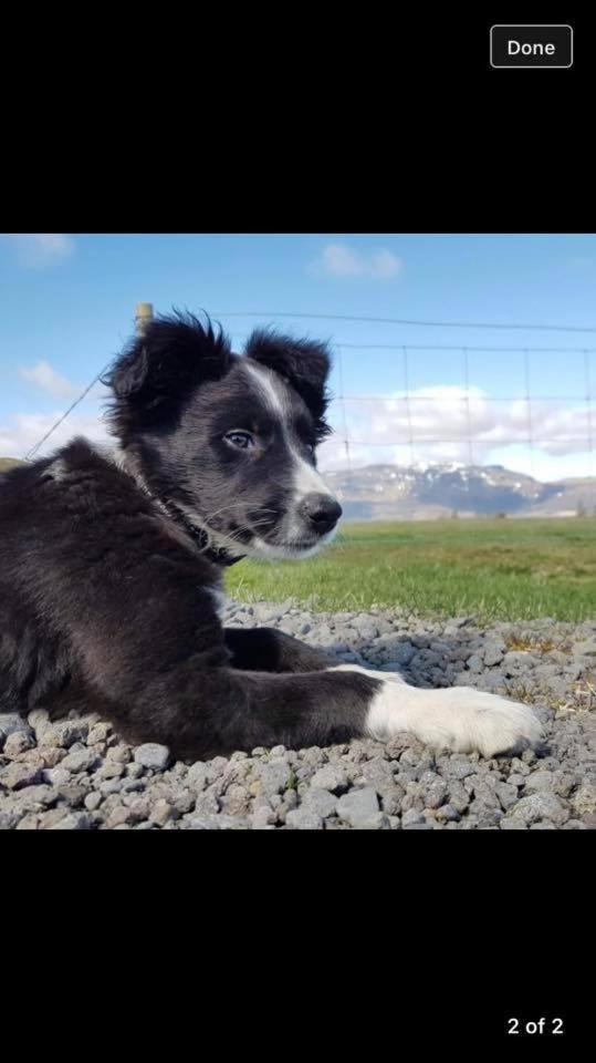 Skalinn Between Gullfoss And Geysir - Myrkholt FarmHaukadalur エクステリア 写真